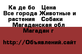 Ка де бо › Цена ­ 25 - Все города Животные и растения » Собаки   . Магаданская обл.,Магадан г.